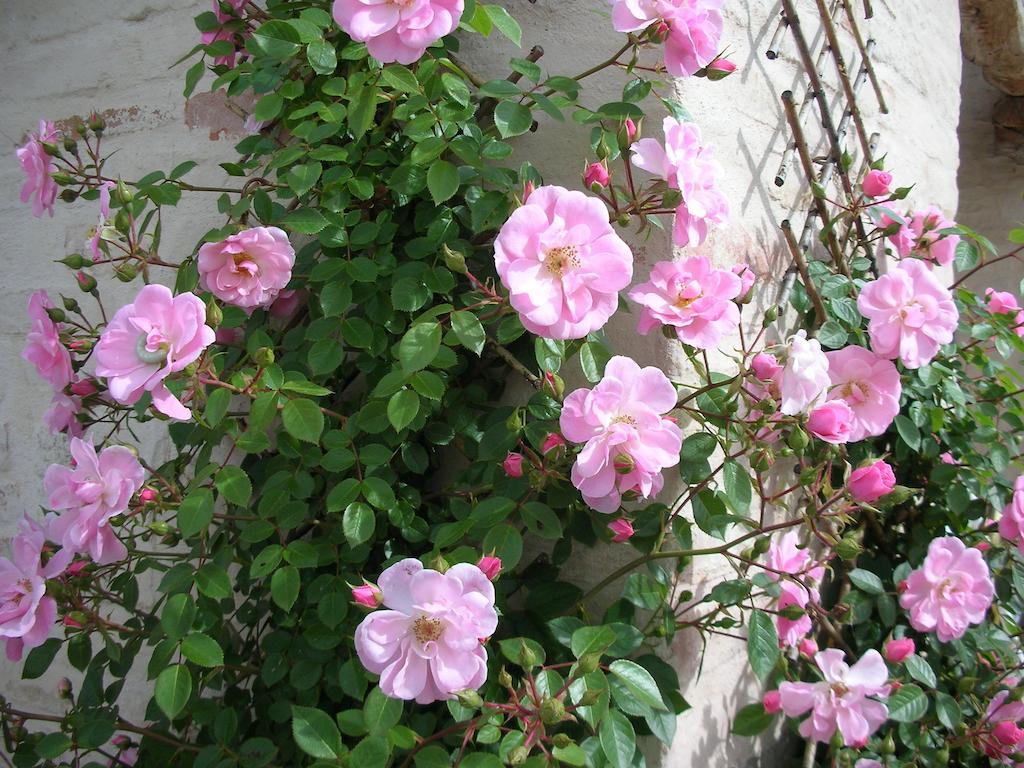 Poggio Dei Prugnoli Bed & Breakfast Tavoleto Ngoại thất bức ảnh