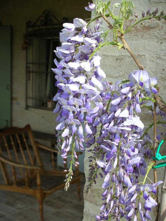 Poggio Dei Prugnoli Bed & Breakfast Tavoleto Ngoại thất bức ảnh